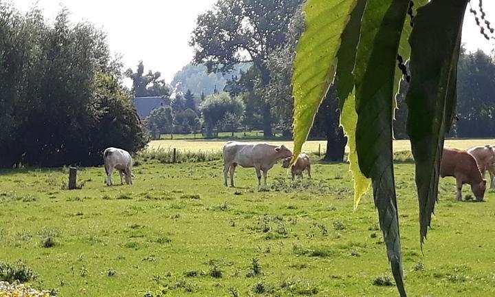 Cafe Im Gaertchen